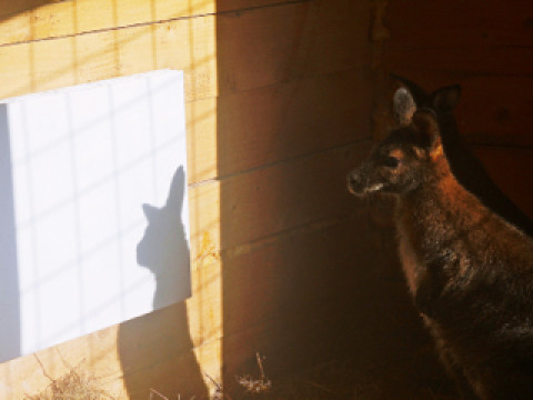 Основное отопление инфракрасными обогревателями вольеров Барнаульского зоопарка