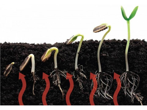 Как сделать хорошее отопление теплицы без труб 