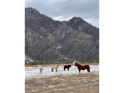 Дизайн, комфорт и  красота гор Алтая.